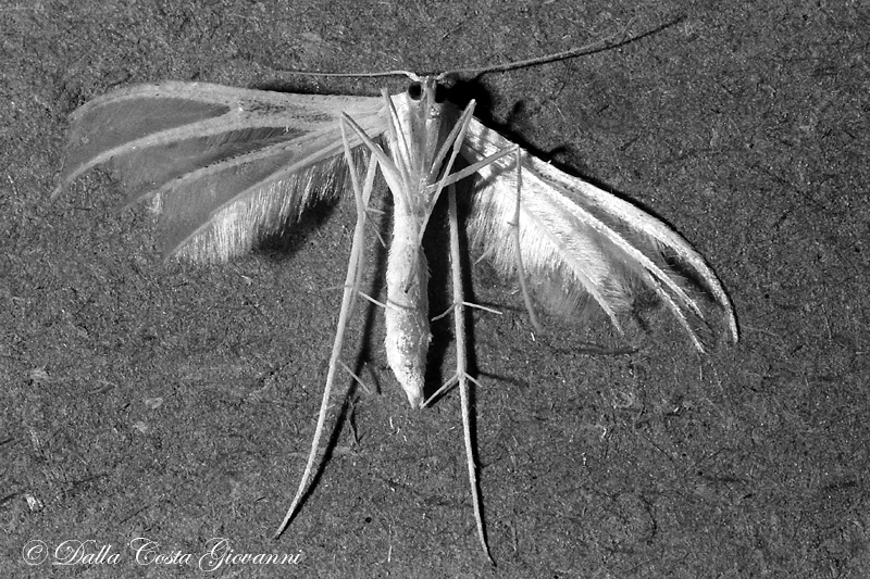 Pterophorus pentadactyla  ?    Foto b/n